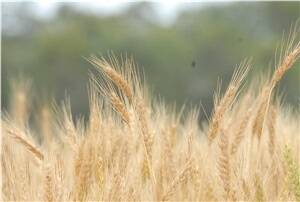 Wheat Exports Australia to be phased out