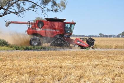 Trials with an Axial-Flow header equipped with tracked technology have been conducted near the NSW town of Mungindi.