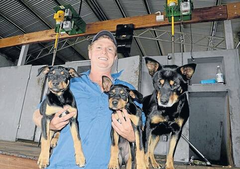 Lachlan Charlton with two pups bound for Scotland in January, while their grandmother, Kingarra Sophie, looks on in the “Cedar Park” woolshed, Ballimore.