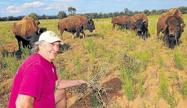 Steve Tolmie of Sandy Valley Bison, Dubbo, is trying to sell bisons’ meat quality to the wider community.