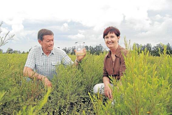 Paul and Pat Bolster started growing tea tree oil in northern NSW in 1993 and  produce up to 35 tonnes of oil a year, most of it going overseas into products for human use.