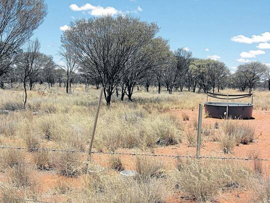 Mulga and Mitchell grass provide an ideal rangeland environment on “Berawinnia Downs” for low-cost breeding of wool or meat sheep.