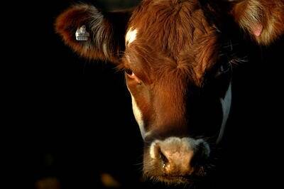 Boffins unite to stem bovine methane