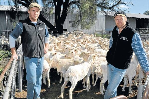 Brothers Heath and Doug Bruckner, Gnadbro Pastoral Company, Collingullie, in the midst of shearing their first cross ewes at their property “Epsom Downs”, north of Conargo, ahead of their September on-property first cross ewe sale where they will offer 5000 head.