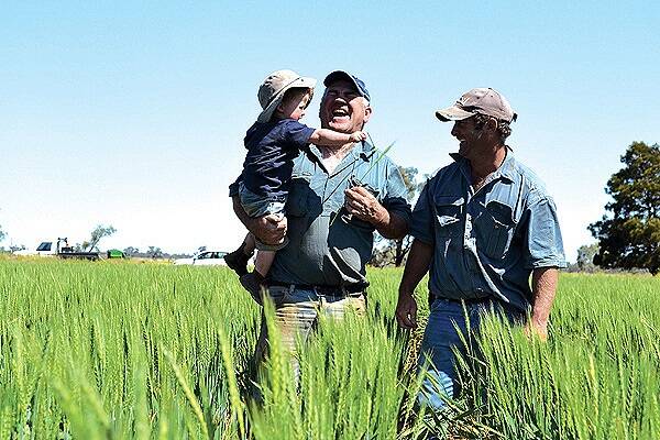 Geoff Chase, with son Steve and grandson Fergus, 2, in a wheat crop on "Waitara", Trangie.