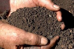 Call for action on world soil crisis
