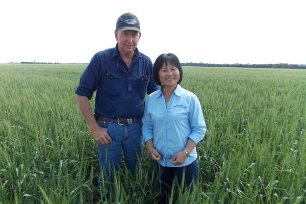 AGT seed grower Jeff Nixon, North Star, NSW and Dr Meiqin Lu, AGT wheat breeder, Narrabri, NSW inspecting his Suntop crop.