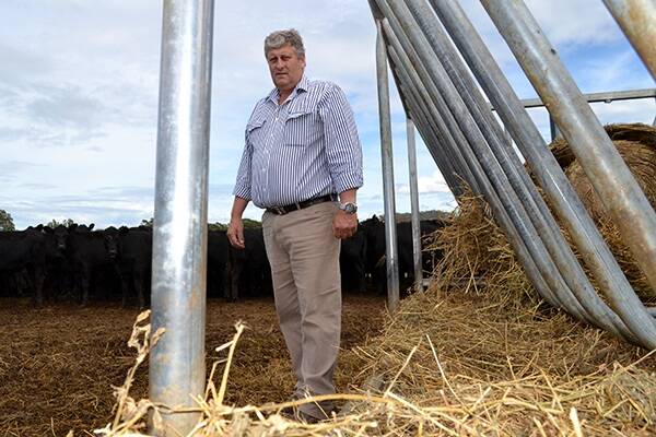 Sundown Pastoral Company's manager Matthew Monk with a pen of Angus weaners from South Australia. 