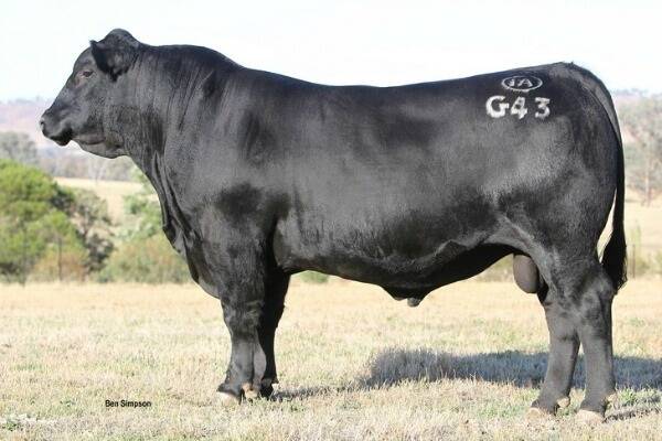Irelands Galaxy G43 which sold for a record $117,500 just after 2pm today. Photo: Ben Simpson