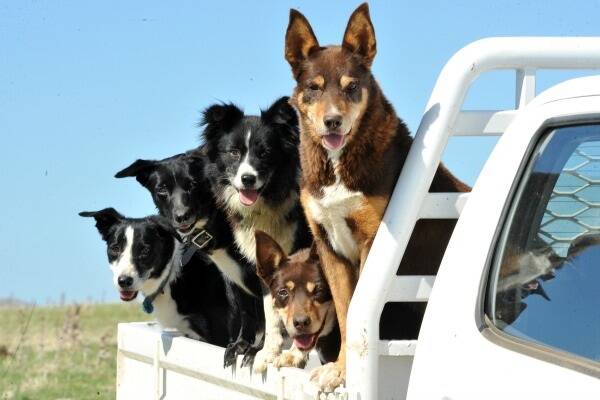 Border Collie Dax; Kelpie Gunna; Border Collie Shitz, Kelpie Jess and Kelpie Buster, who is Mr Graham's "best dog".