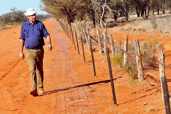 Neill Leigo inspects a hinged-lock fence which he is in the midst of installing on Allundy Station, via White Cliffs. 