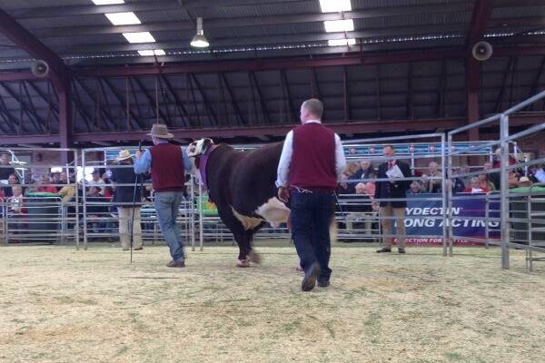 Days Calibre G74 in the sale ring at Dubbo. The bull sold for a sale record of $90,000.