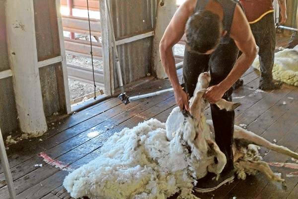 Aaron White, a recent graduate of the Merriman Station shearing school, has a bright future ahead of him according to trainer and shearing contractor Ian Bateman.