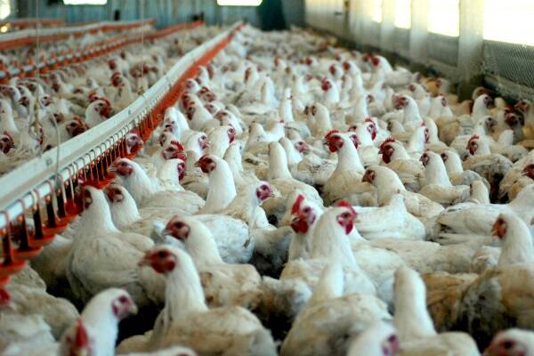 Organic free-range poultry producer Inglewood Farms is in receivership.