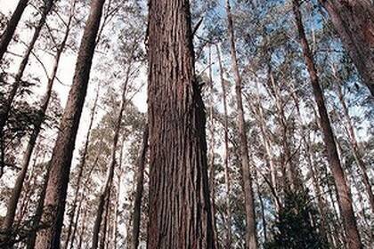 NSW Forestry Corporation fined