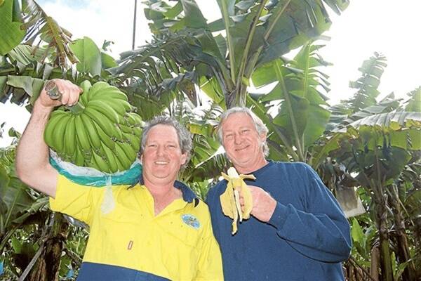 Fifth generation Northern Rivers banana growers Ian and Warren Simpson.