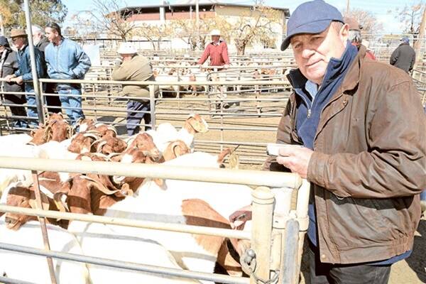 South Australian goat exporter Paul Eliseo buying at Tuesday’s Dubbo goat sale.