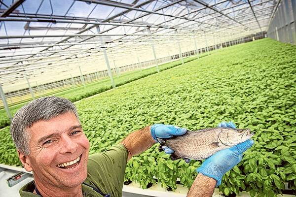 Co-inventor of an innovative aquaculture concept, Andrew Bodlovich, is pictured in a new glasshouse facility at Cobbity which will produce both herbs and barramundi for Coles supermarkets.