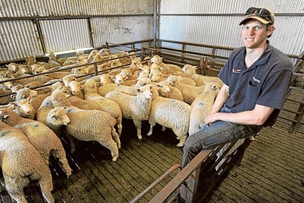 Adam Way, “Tourang”, Berrigan, sent the first of his new season lambs to slaughter last week.