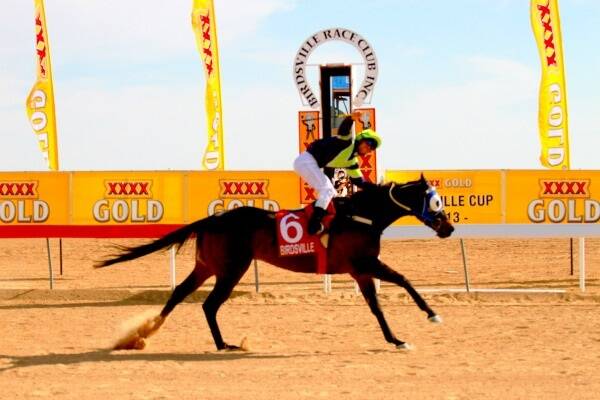 Shane Egan riding Primed to victory in the 2013 XXXX Gold Birdsville Cup.