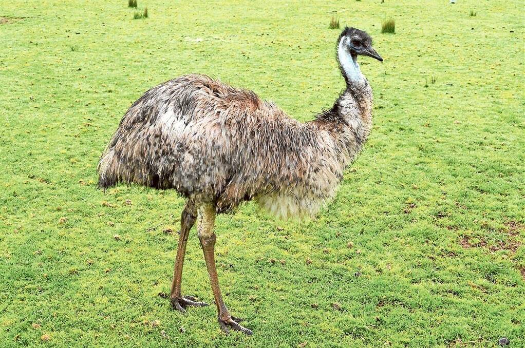The national bird of Australia, the emu has proved to be a  popular farming enterprise in the US particularly, with its meat considered very lean, as well as high in iron. 