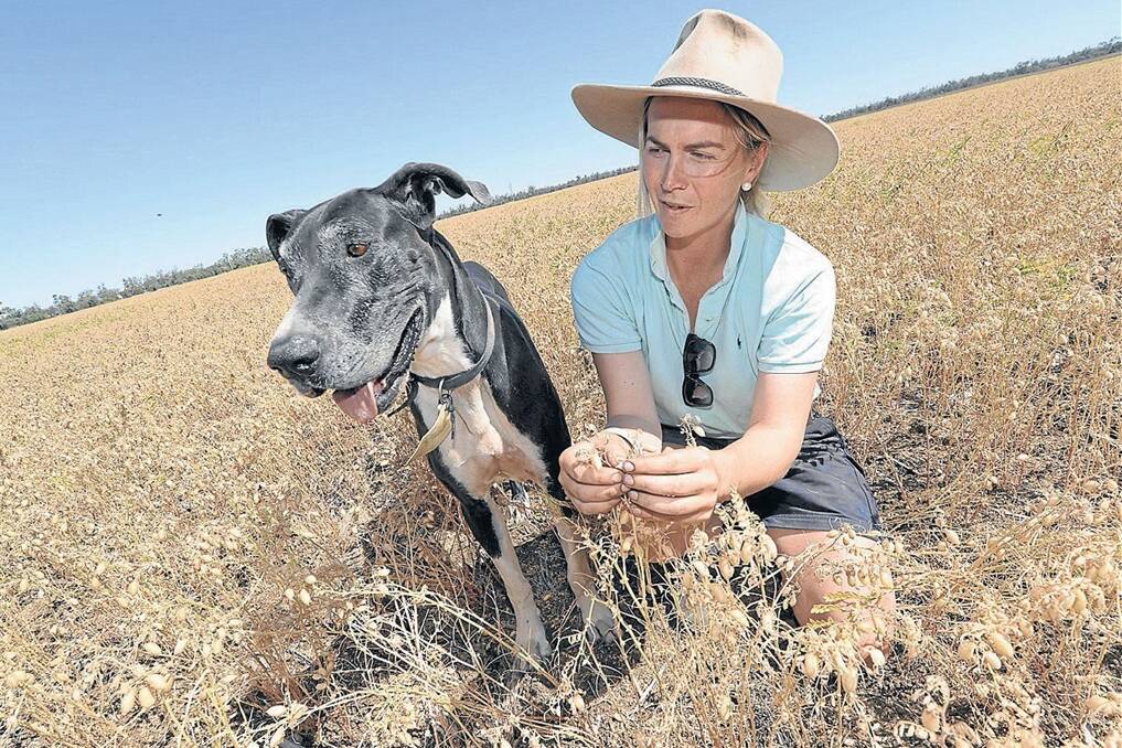 Chickpea farmer Sarah Leitch says it’s more than luck that keeps her family’s chickpeas ticking along. Ms Leitch (pictured with dog Sadie) farms “Myall Vale” and “Glenlee”, 10 kilometres east of Wee Waa, with her parents Peter and Margot.