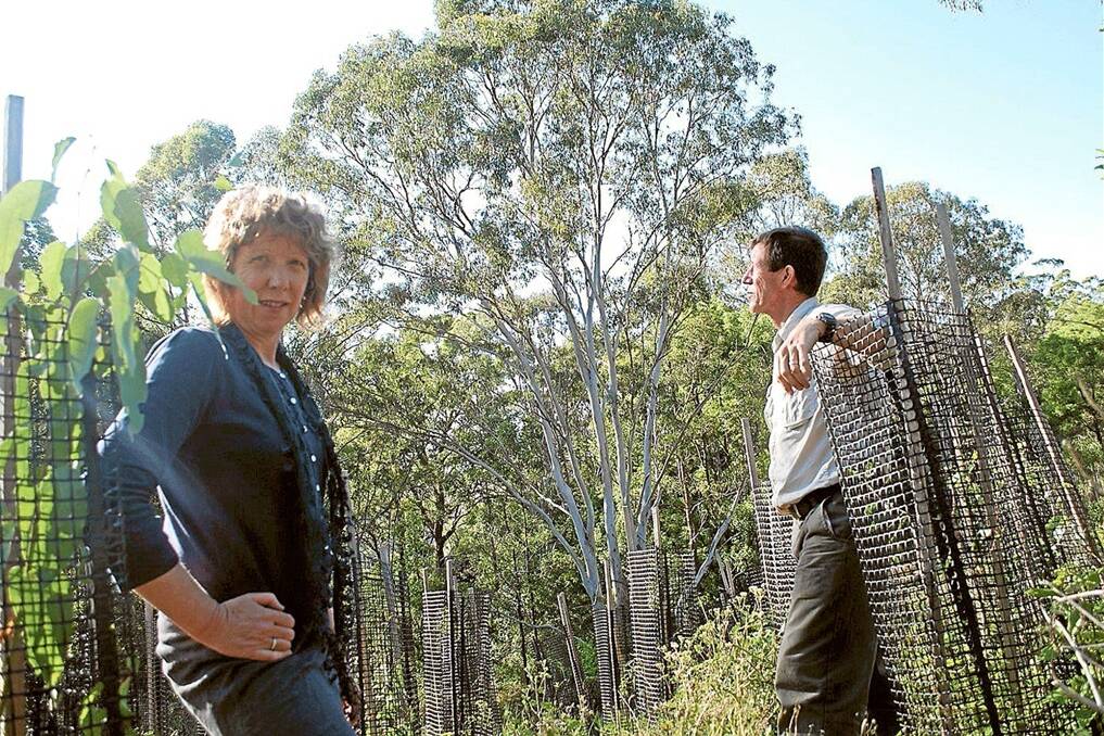 Macadamia farmers Paul and Debbie Chapman, “Tremarajo”, Tregeagle, with seedling eucalypts planted on their property as koala habitat.