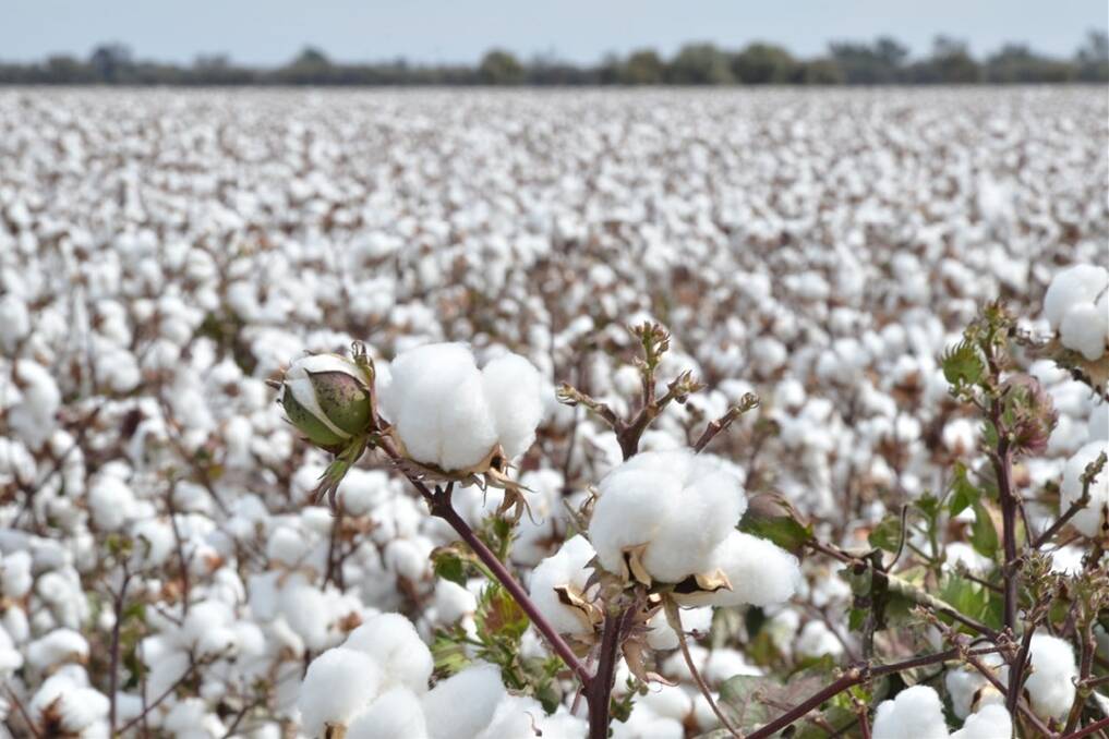 Despite the forecast, analysts said cotton growers should not be worried about recent slumps in cotton prices.