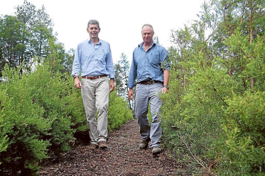 John Frazier with Main Camp natural extracts managing director Phillip Butlin in a tea tree plantation.