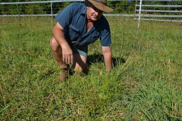 Producers need to be on the lookout for Navua Sedge. Pictured is Rob Pagano with a patch of Navua Sedge. 