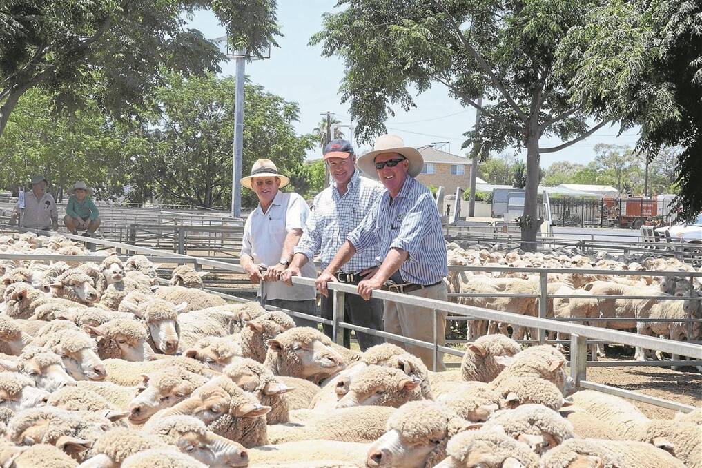 A pen of well-presented April/May 2012 drop Merino ewes, August shorn, being surplus of the drop from Steve and Kerry Swain’s Genanegie stud, Peak Hill, made to $118 a head when purchased by Peter Green, as replacements for his 1400 head first cross lamb and ewe production business at “Lemah”, Peak Hill. 