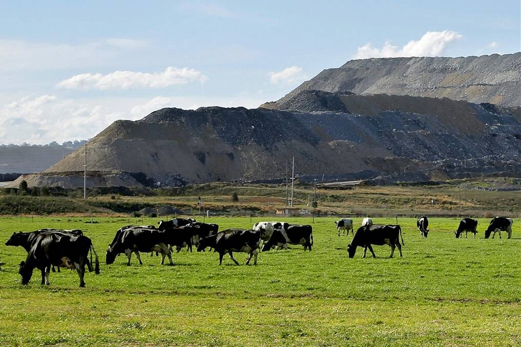 Dairy cows graze next to the Bengalla mine at Muswellbrook. 