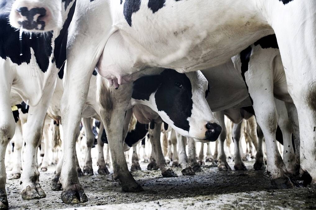 Dairy farms fail to sell