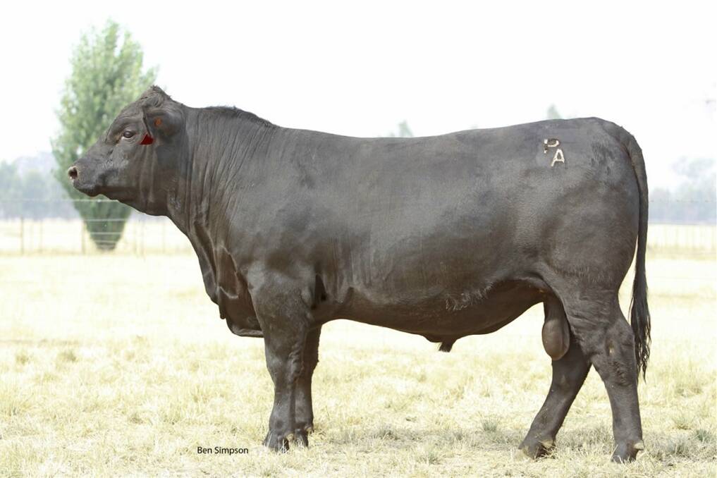  Angus bull Prime Juggernaut J15 (AI) which sold for $41,000 last week.