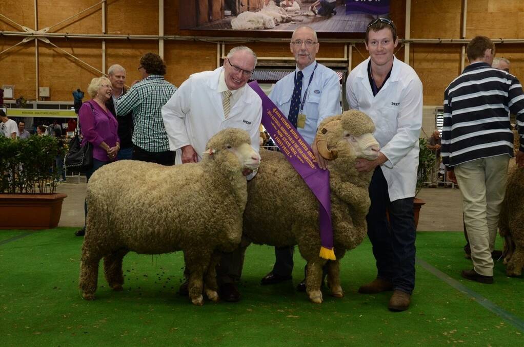 For the second successive year the Rayner family, Grathlyn stud, Hargraves near Mudgee, took out the NSW Merino Pair (August shorn) of the 2014 Sydney Royal Show. Pictured is Max Rayner holding the ewe and John Della, holding the ram with John Gray of Schute Bell Badgery Lumby, Sydney presenting the ribbon.