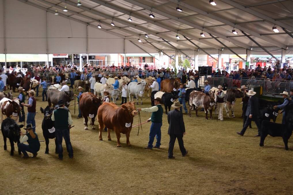 The judging of the Hordern Trophy which saw the Red Angus pair win for the third year running,