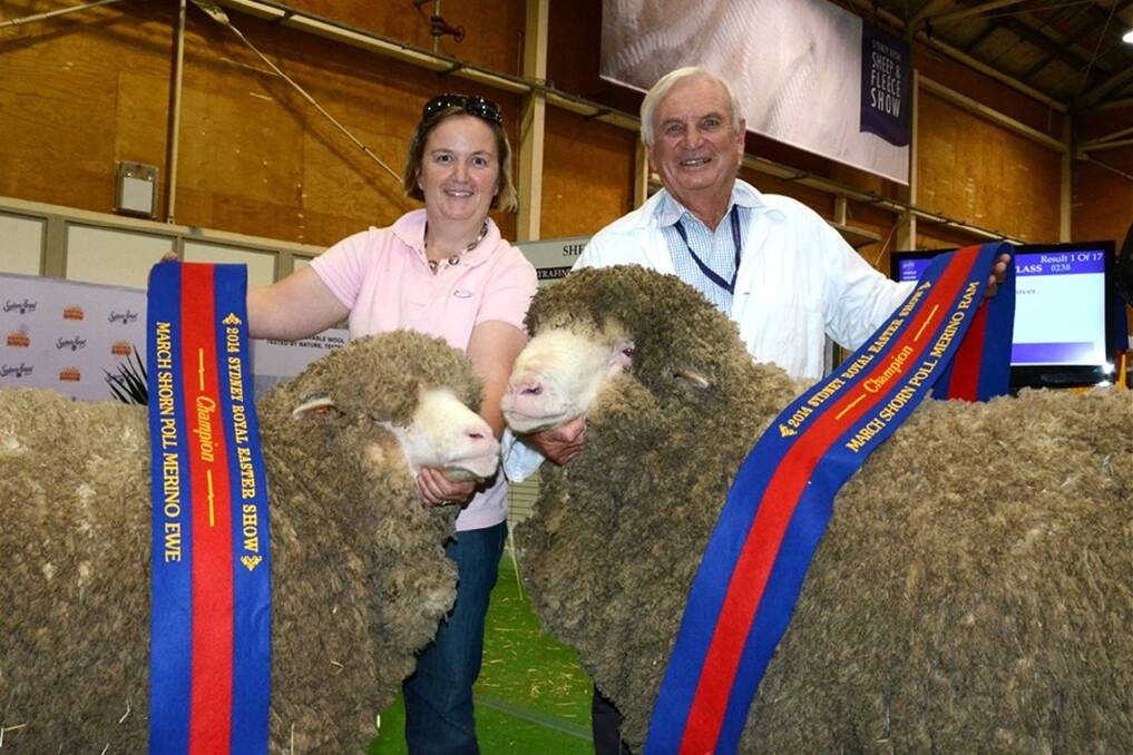 Jane Corkhill and her father, Roger Webster, Grassy Creek stud, Reids Flat, hold Grassy Creek's champion March shorn Poll Merino ewe and ram of the 2014 Sydney Royal Show.