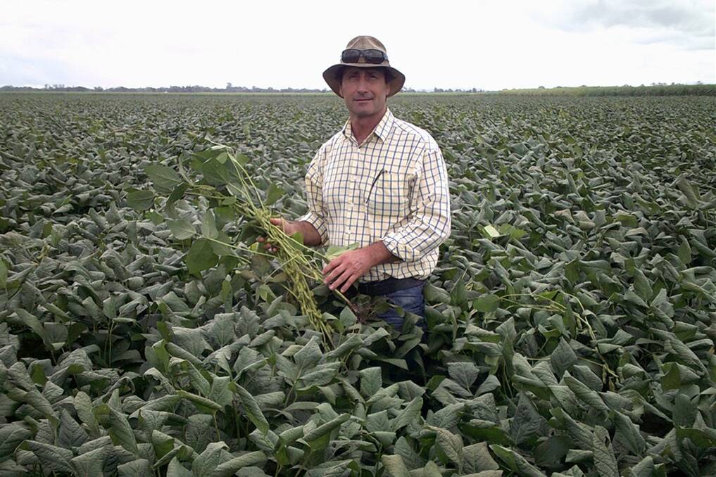 Geoff Pye in his crop of Richmond variety soybeans at Coraki.