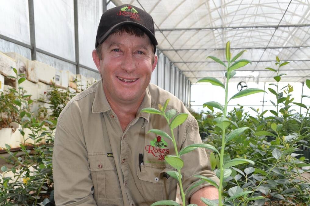 Wade Mann, Warnervale, NSW, with a hydroponically-grown blueberry plant after six weeks.