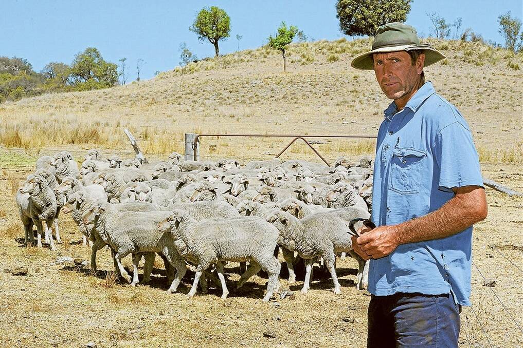Stephen Knight, “Tannabah”, Coonabarabran, with some of his Merino wethers that have been eating Darling Pea.