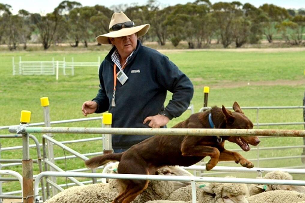 Gary White and five-year-old red and tan Kelpie White's Fella. Photo courtesy of Nan Lloyd