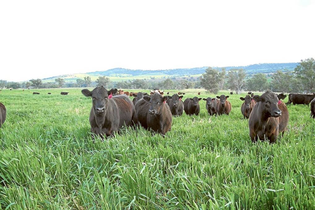 Angus females graze fodder oats on “Mountain Station”, where autumn pastoral conditions this year are described as outstanding.