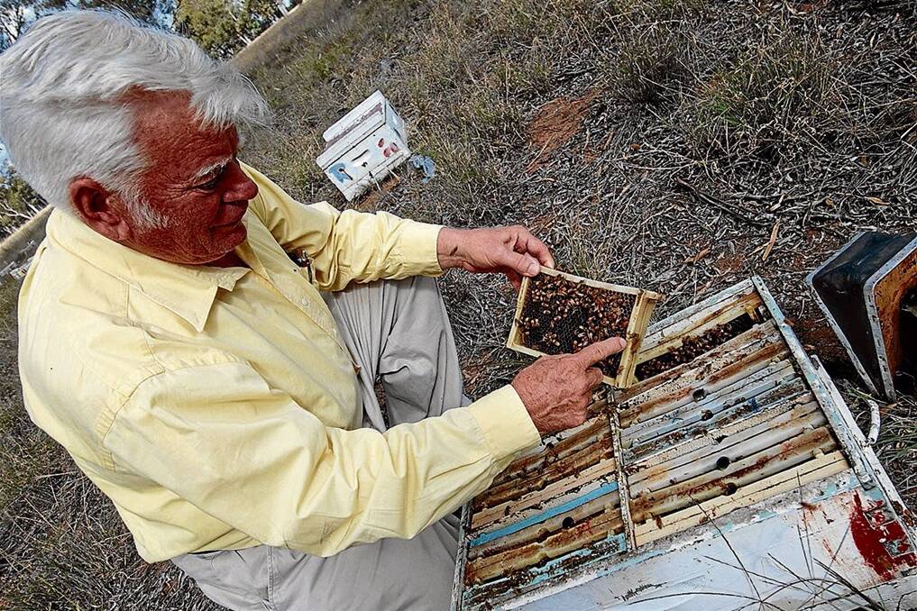 Warren Taylor, Australian Queen Bee Exporters, Blayney, inspects a queen bee in a nucleus hive located near Gilgandra.