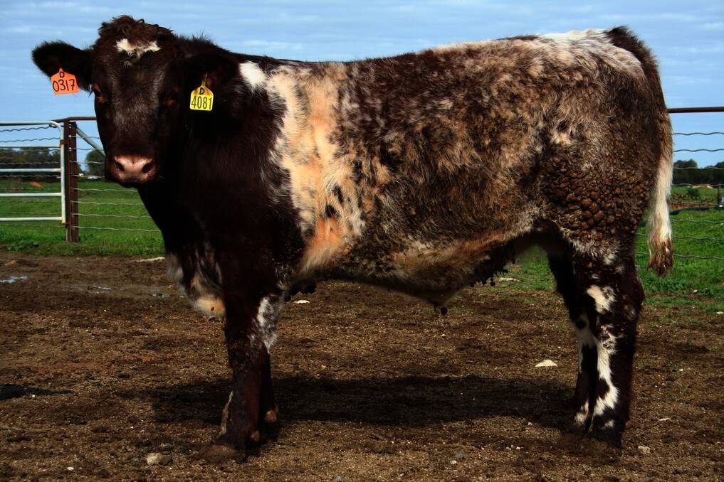 A 13-month-old Shorthorn steer from a draft of 30 Shorthorn steers which were in a feedlot and finished for the domestic short-fed market.  The best steers returned $1223.85 and the consignment of 30 head had average carcase weights of 261.8 kilograms and returned an average price of $1073. They averaged 1.93kg a day growth weight gain.