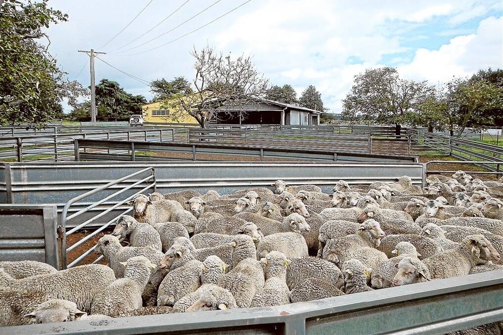 Excellent stock handling facilities on “Arding” include the main sheepyards, built in the bugle design with double drenching race and undercover data collection area.