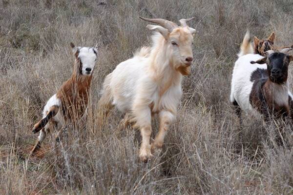 Poachers cash in on high goat prices
