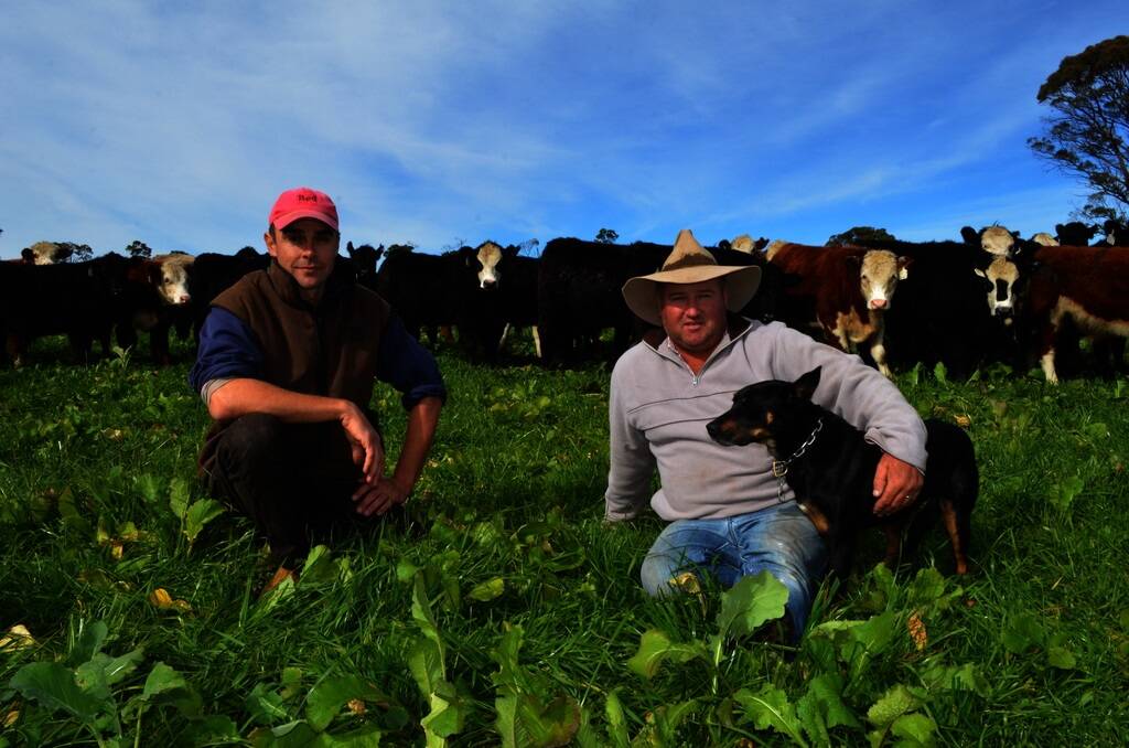 "Pointsfield" owner John Finlayson, with overseer Stuart Williamson and his Kelpie Trend, inspect a crop of rape and ryegrass which will be used to graze this season's calves.