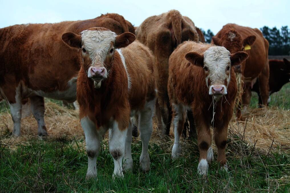 Simmental calves are sold straight off their mothers at Graeme and Jean Smith’s property, “Warrowie”, Colac, Victoria.