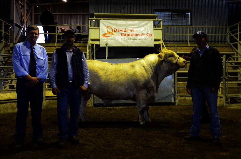 LEFT: Daniel McCulloch, Davidson Cameron McCulloch and Company, Tamworth; Louie Franco, Caloona Park Charolais, and Jared Doyle, Coventry Partnership, Nundle, with one of the $6000 top-priced bulls from the 2013 Golden Guitar Charolais sale.