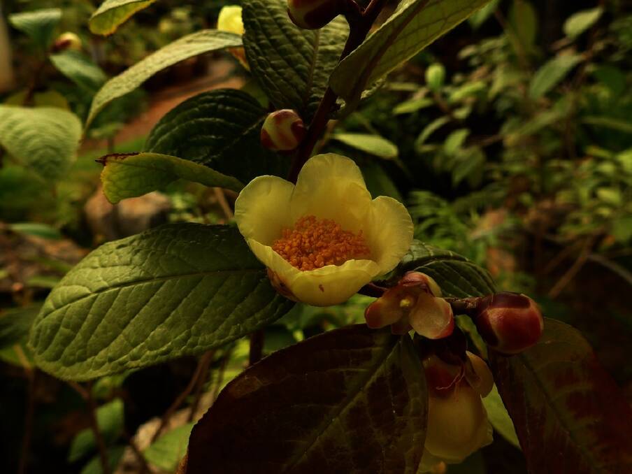 Camellia nitidissima flowering in Kunming Institute of Botany.